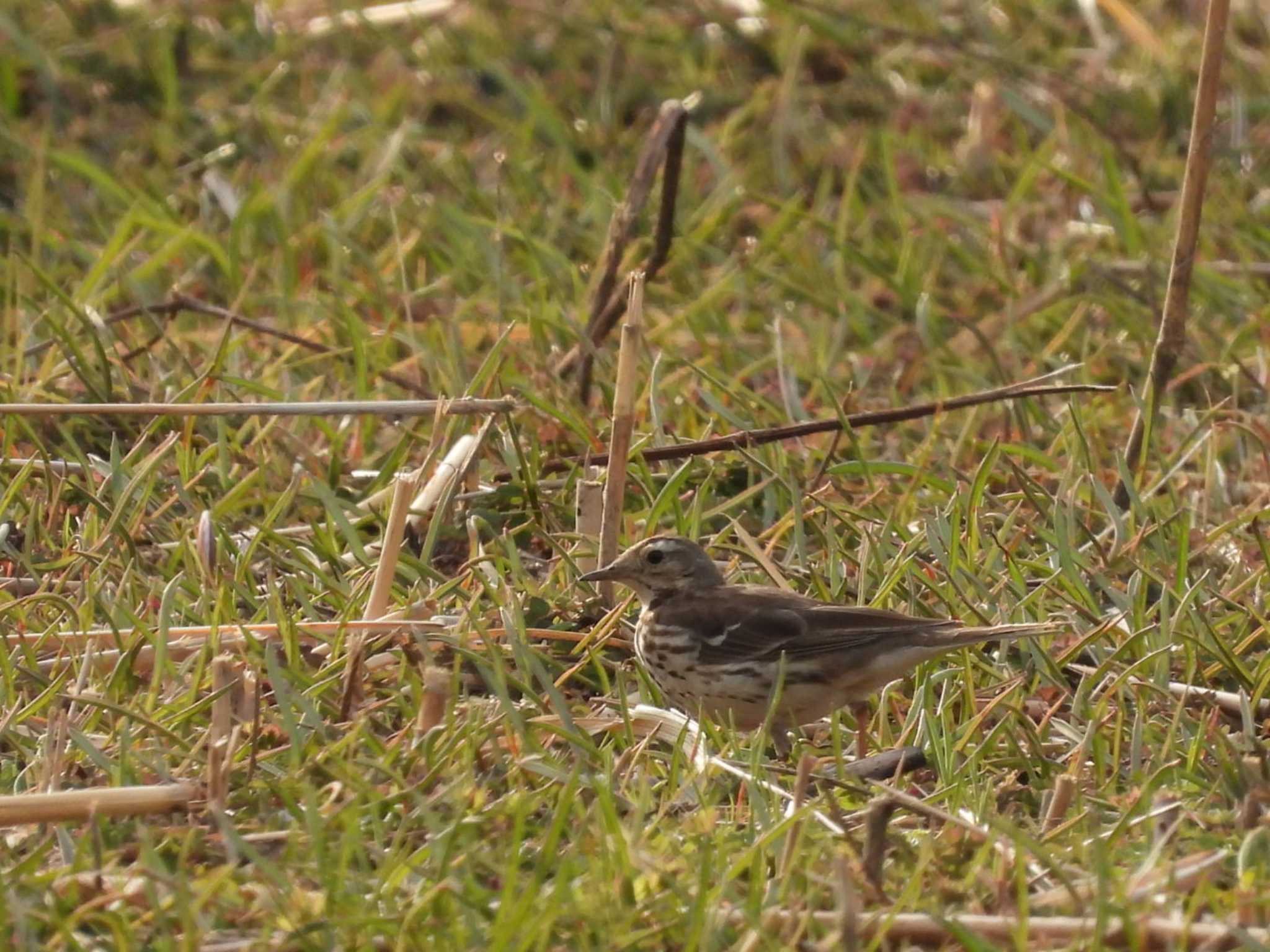 Photo of Water Pipit at 桜草公園 by もしも