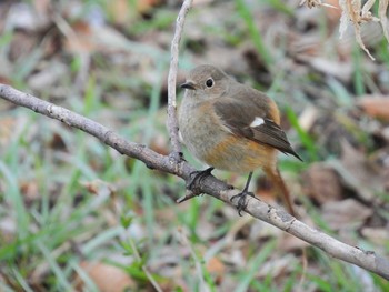 Daurian Redstart 桜草公園 Tue, 3/9/2021