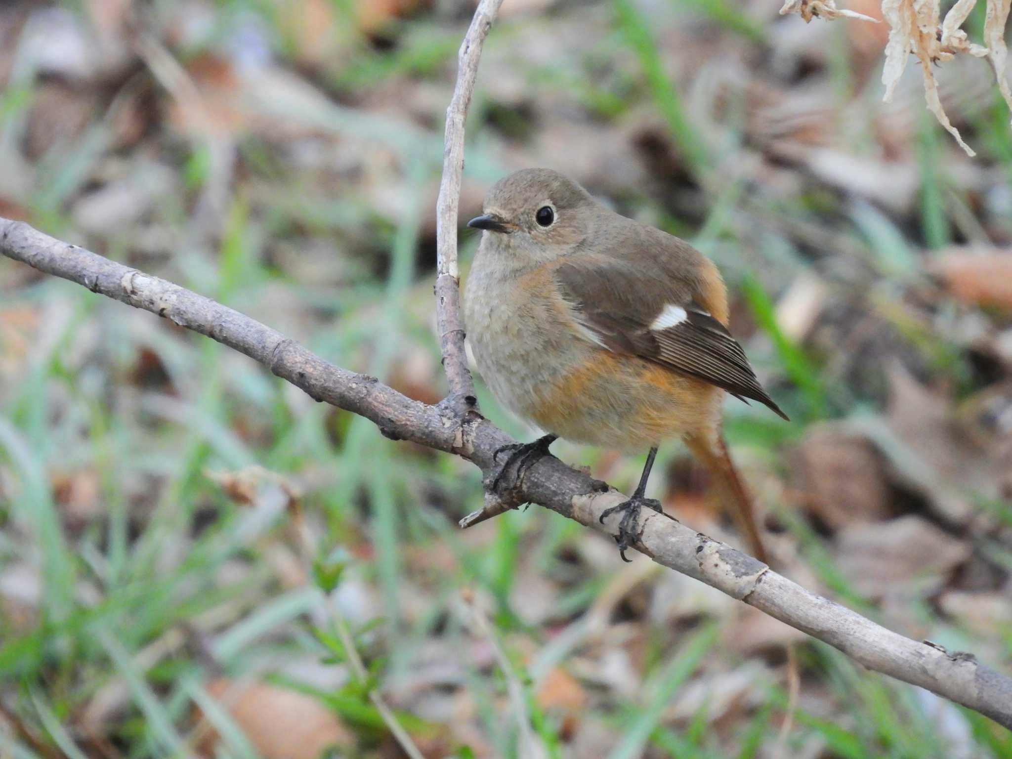 Photo of Daurian Redstart at 桜草公園 by もしも