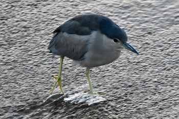 2021年3月10日(水) 永田川の野鳥観察記録