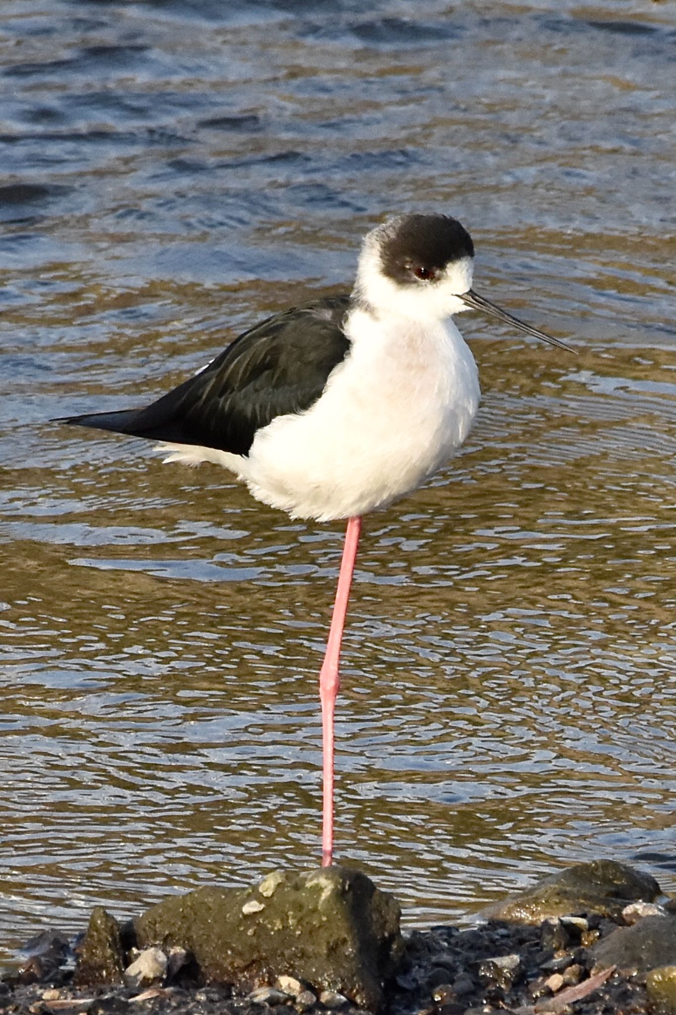 2021年3月9日(火) 永田川の野鳥観察記録 by 背高ゴイ之助 2021年3月9日(火) 永田川の野鳥観察記録 by 背高ゴイ之助