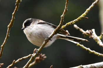 Long-tailed Tit 慈眼寺公園 Mon, 2/8/2021