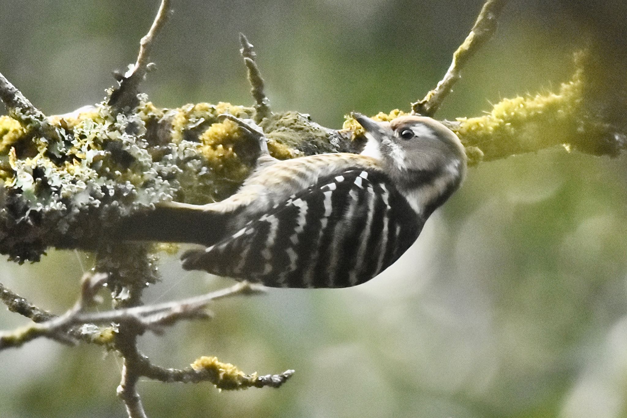 Japanese Pygmy Woodpecker