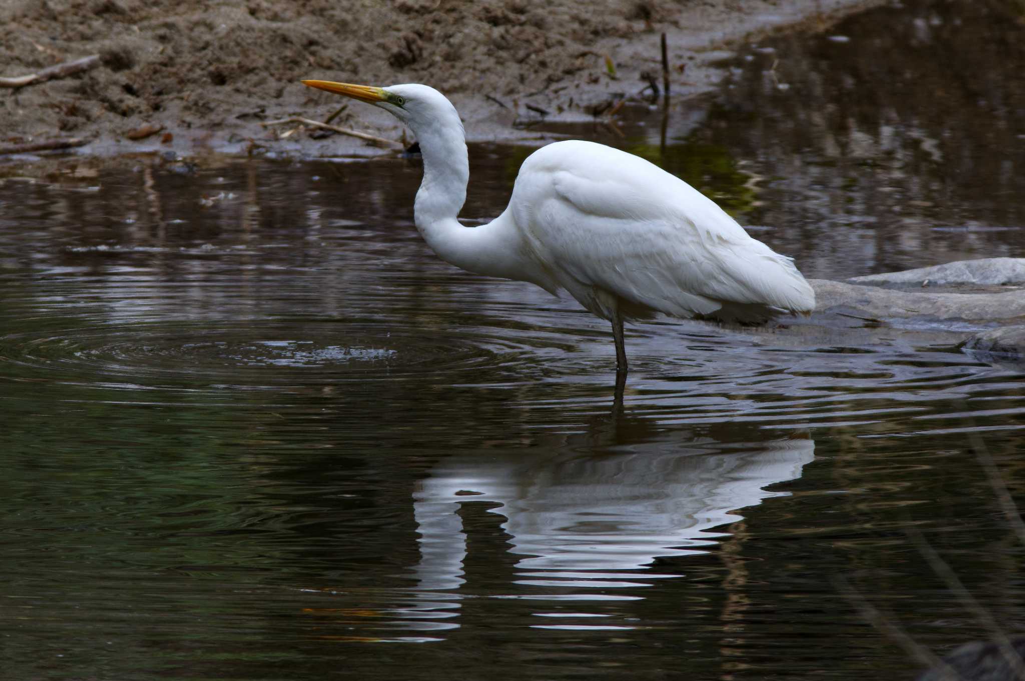Photo of Great Egret at おしどりの里 by KERON
