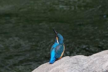 カワセミ おしどりの里 2021年3月9日(火)