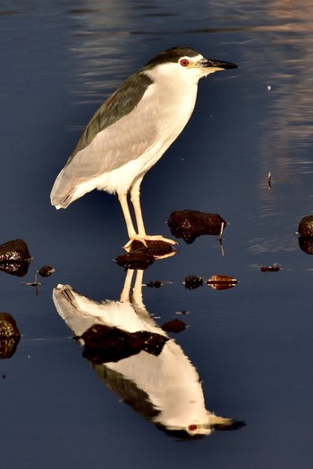 Fri, 1/1/2021 Birding report at 天降川河口