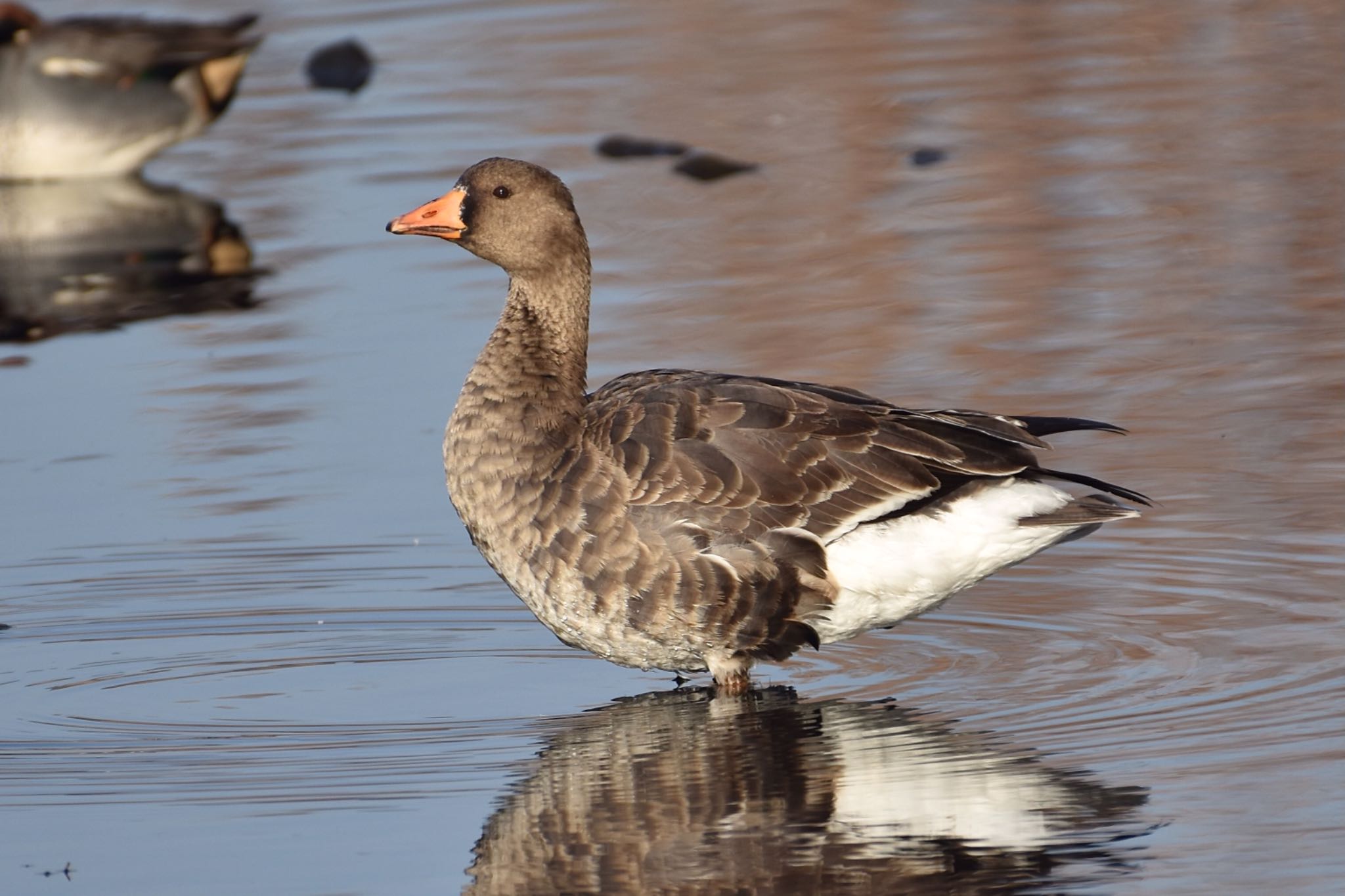 Photo of Greater White-fronted Goose at 天降川河口 by 背高ゴイ之助