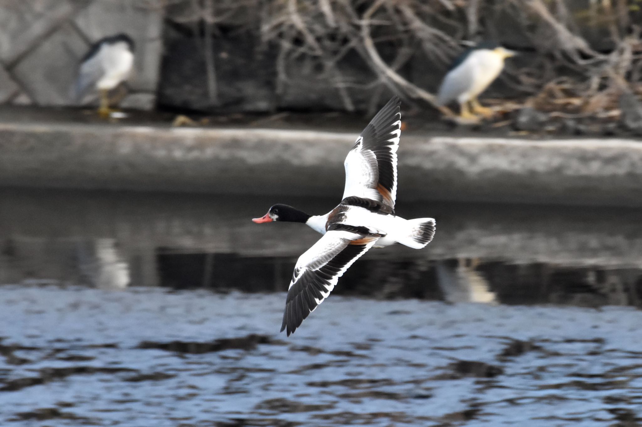 Photo of Common Shelduck at 天降川河口 by 背高ゴイ之助