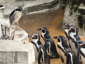 2020年8月27日(木) 平川動物公園の野鳥観察記録