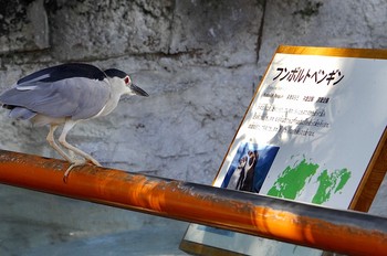 2020年8月30日(日) 平川動物公園の野鳥観察記録