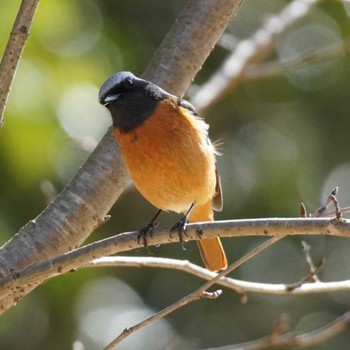 2021年3月10日(水) 国営武蔵丘森林公園の野鳥観察記録