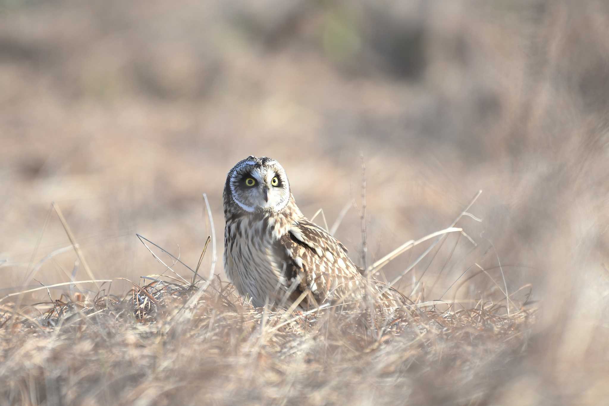 Photo of Short-eared Owl at 大阪府高槻市 淀川 by 倶利伽羅