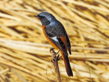 Daurian Redstart 奈良川 Mon, 3/1/2021