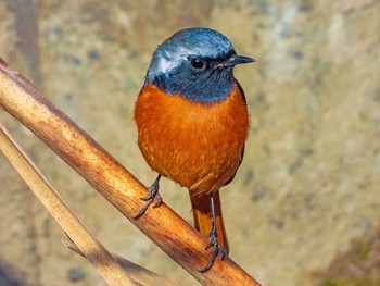 Daurian Redstart 奈良川 Mon, 3/1/2021