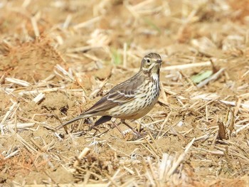 Water Pipit 恩田川 Unknown Date