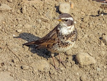 Dusky Thrush 恩田川 Mon, 3/1/2021