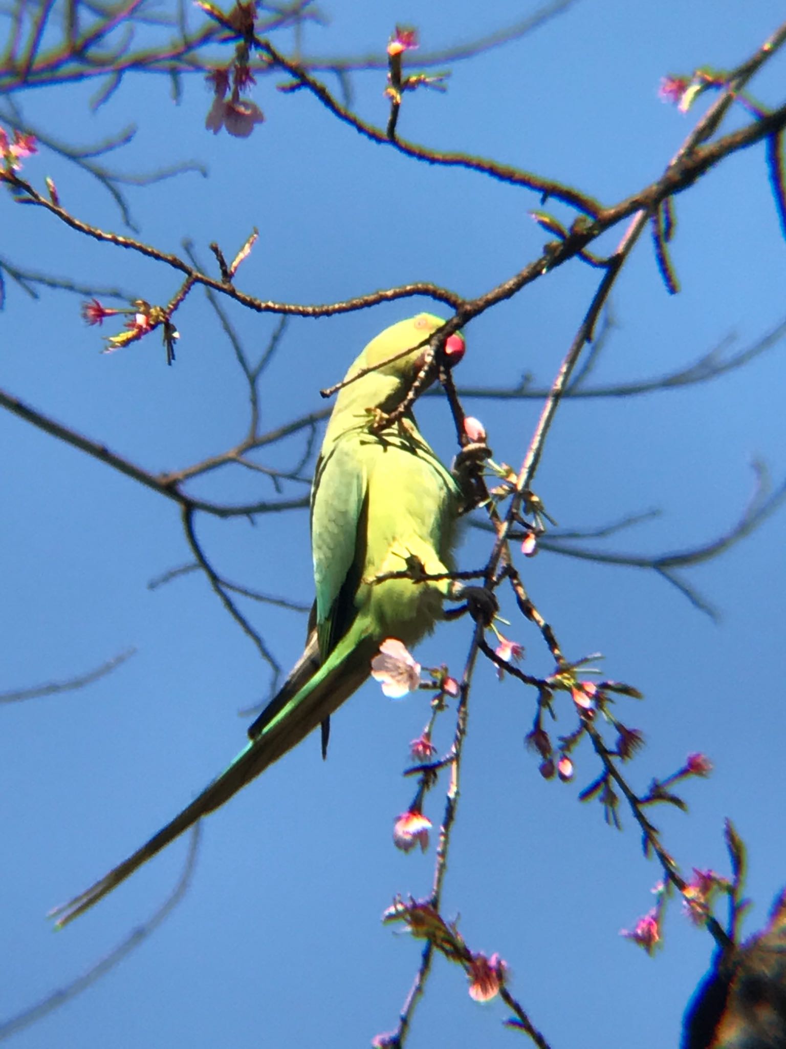 林試の森公園 ワカケホンセイインコの写真 by mameko