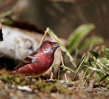 Pallas's Rosefinch 埼玉県 Wed, 3/10/2021