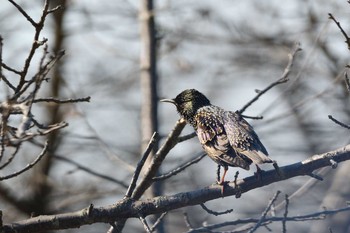 2021年2月21日(日) 岡山県の野鳥観察記録