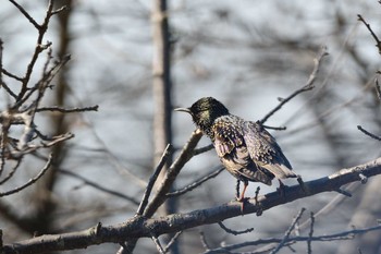 Common Starling 岡山県 Sun, 2/21/2021