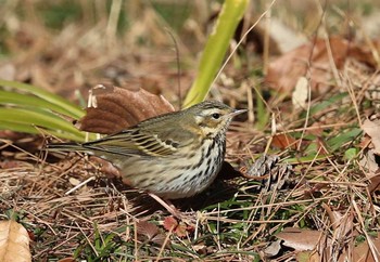 Olive-backed Pipit 東京都 Tue, 1/24/2017