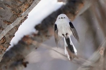 Long-tailed tit(japonicus) Asahiyama Memorial Park Wed, 3/3/2021