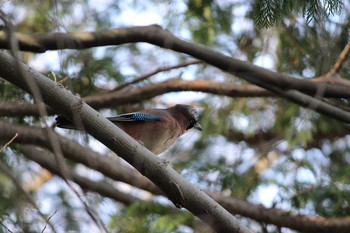 2021年3月11日(木) 石神井公園の野鳥観察記録