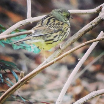 Masked Bunting 石神井川 Sun, 3/7/2021