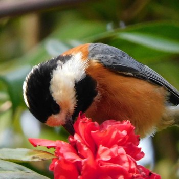 Varied Tit 石神井川 Sat, 3/6/2021