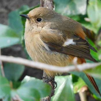 Daurian Redstart 石神井川 Sat, 3/6/2021