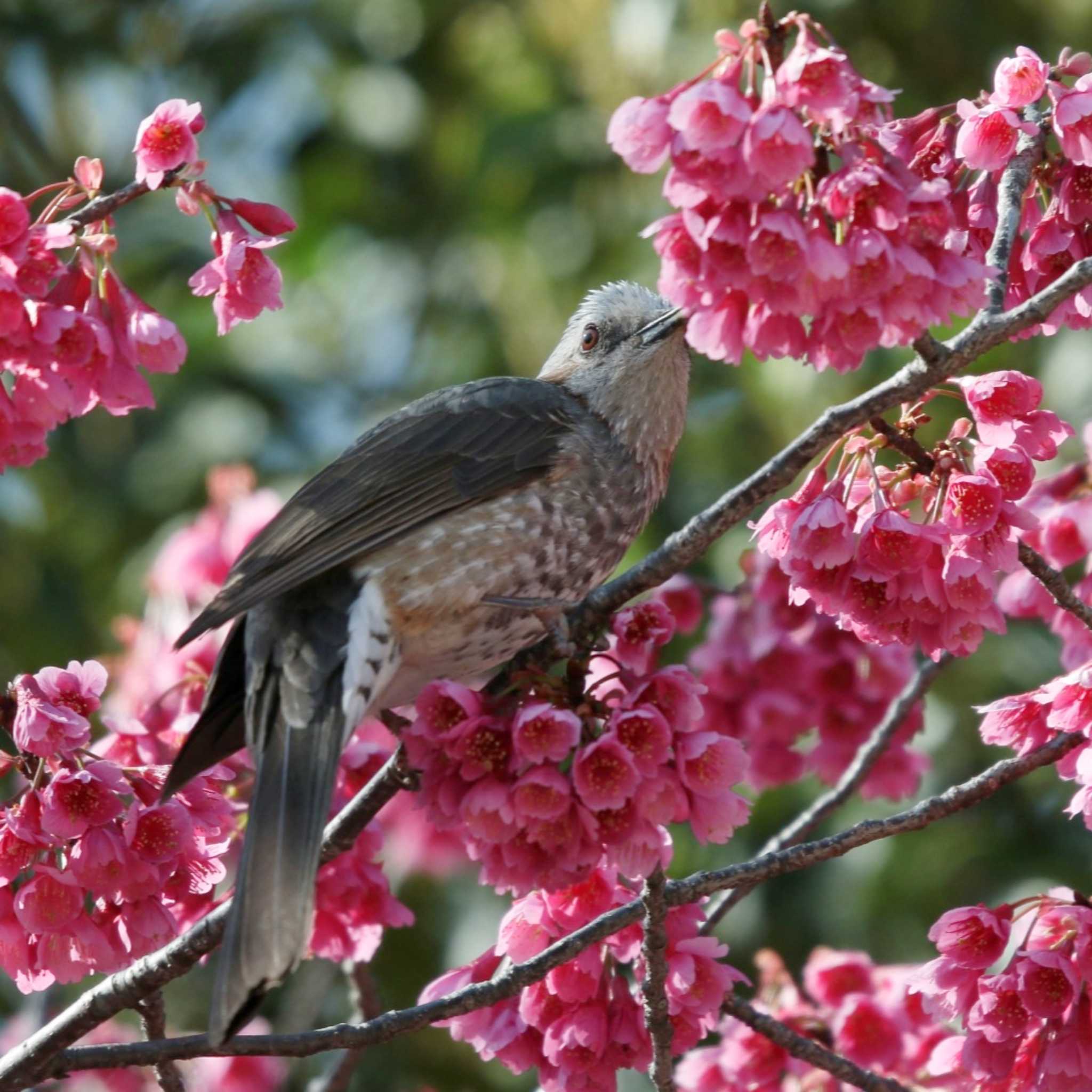 2021年3月10日(水) 国立科学博物館附属自然教育園 (港区, 東京)の野鳥 