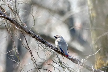 ヒレンジャク 秋ヶ瀬公園 2021年3月11日(木)