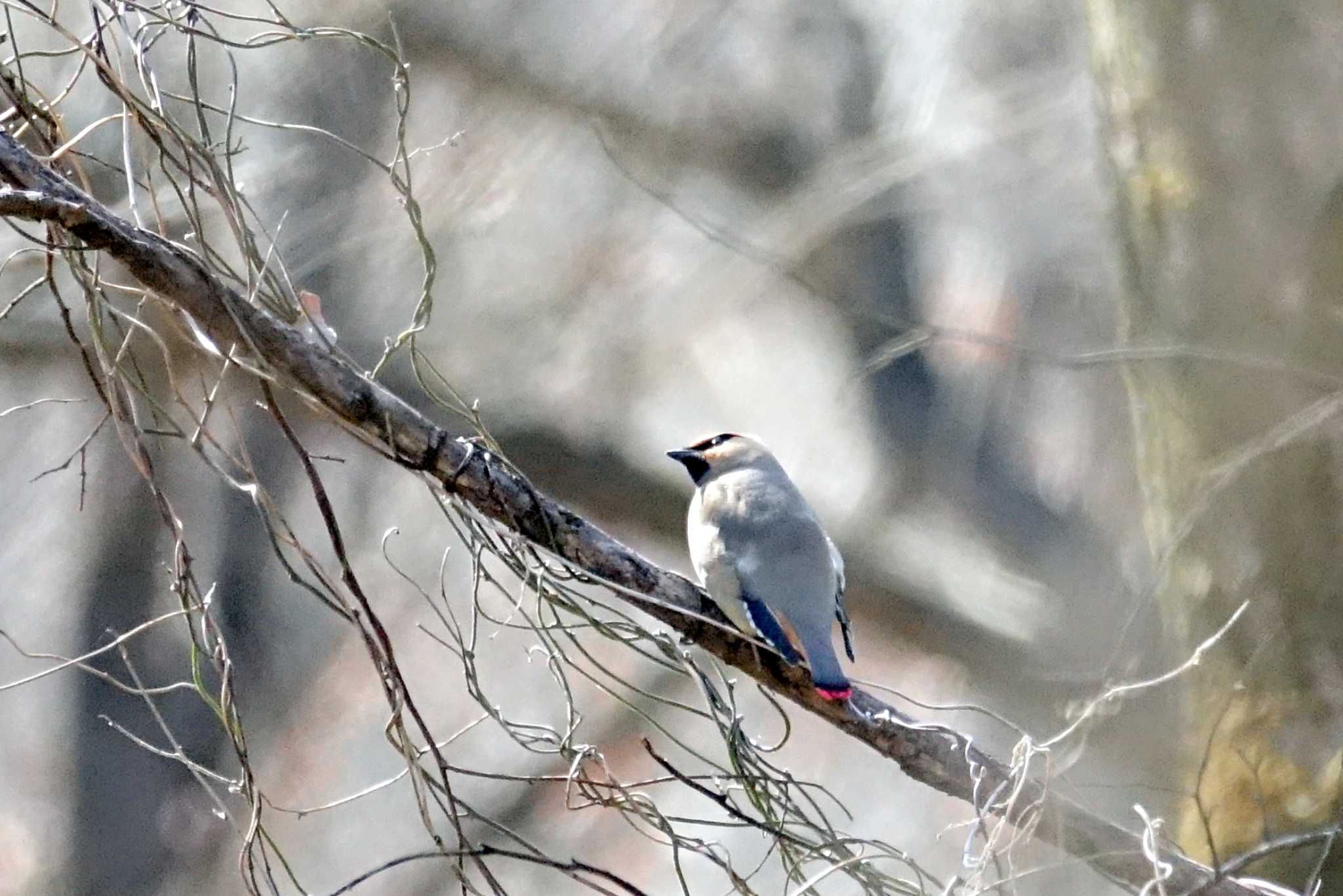 秋ヶ瀬公園 ヒレンジャクの写真 by アカウント4387