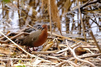 Ruddy-breasted Crake Kasai Rinkai Park Sat, 3/6/2021