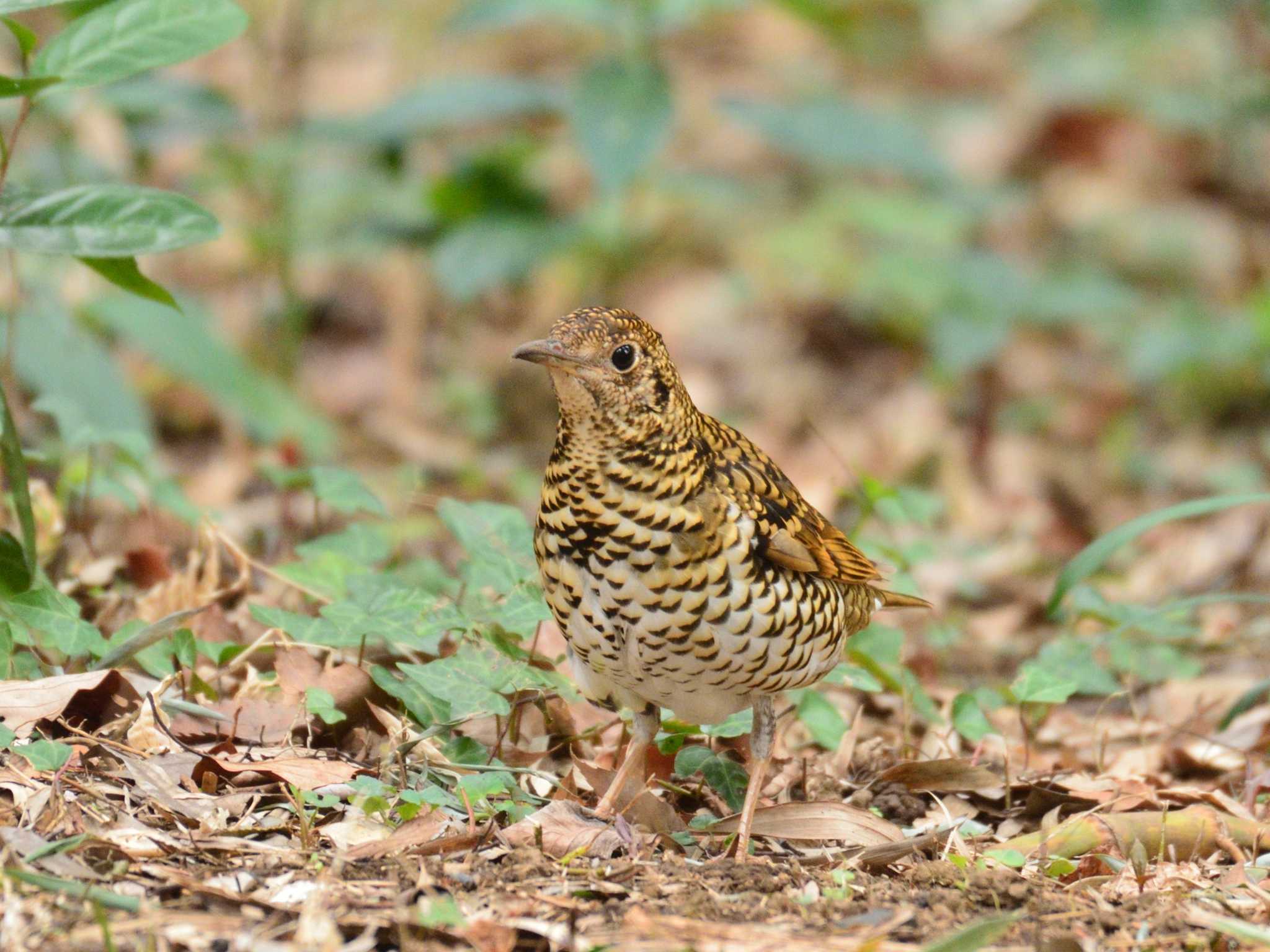 東高根森林公園 トラツグミの写真 by 80%以上は覚えてないかも