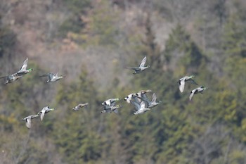 Falcated Duck 滋賀県希望が丘文化公園 Sat, 1/28/2017