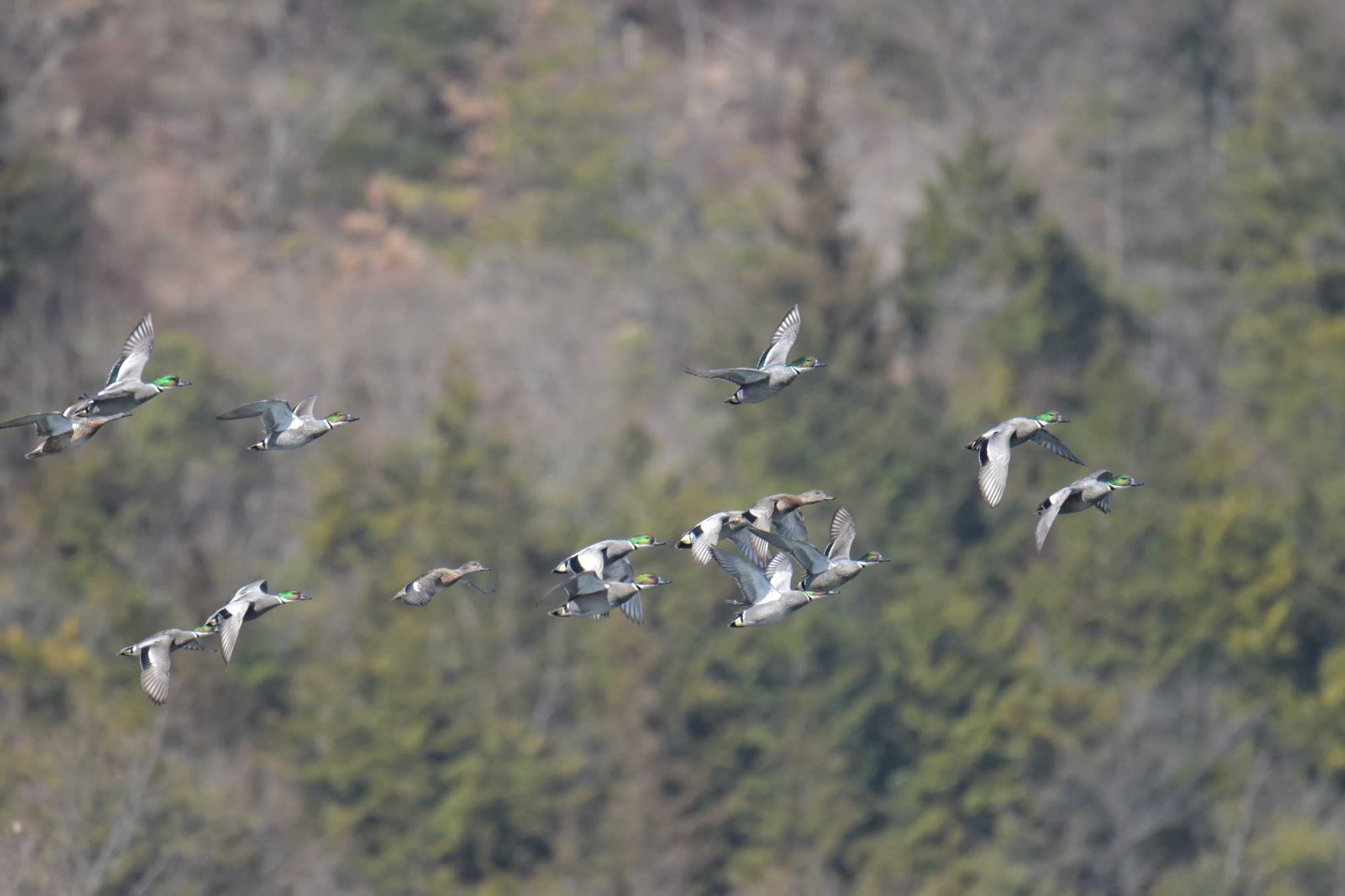 Photo of Falcated Duck at 滋賀県希望が丘文化公園 by masatsubo