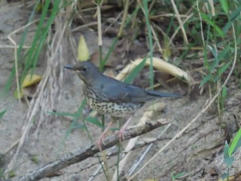 Japanese Thrush 岡山旭川 Unknown Date