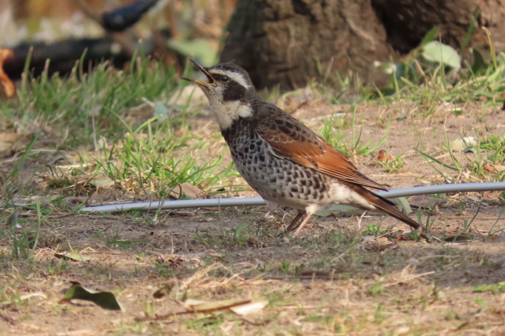 Photo of Dusky Thrush at 仙台市農業園芸センター by モズもず