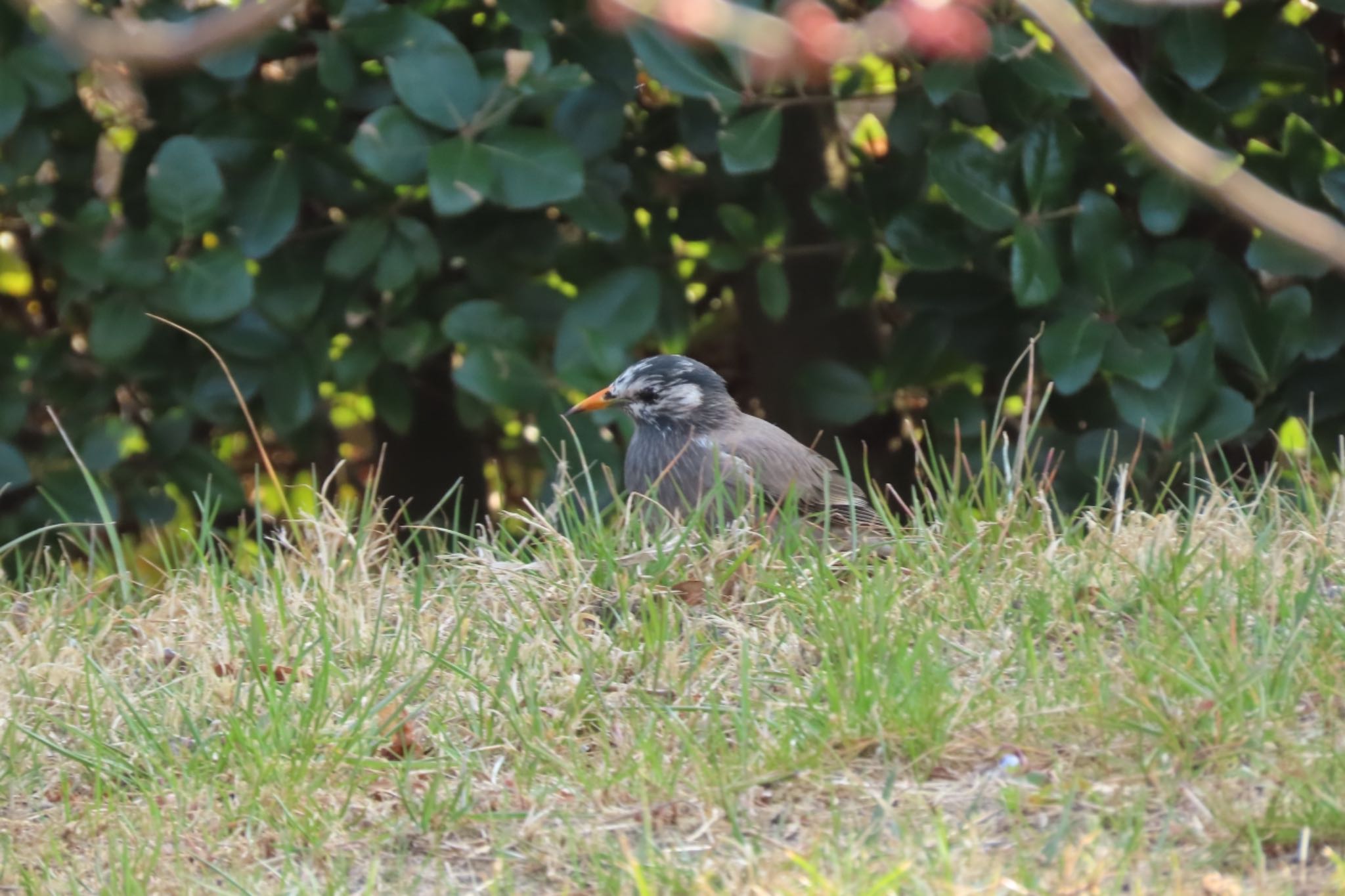 Photo of White-cheeked Starling at 仙台市農業園芸センター by モズもず