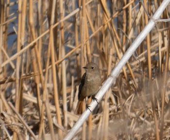 2021年3月11日(木) 芝川第一調節池(芝川貯水池)の野鳥観察記録