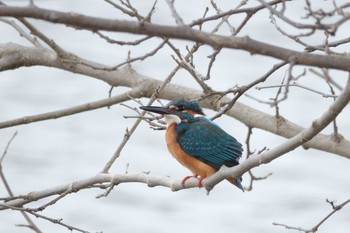 2021年3月7日(日) 新横浜公園の野鳥観察記録