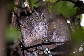 Sulawesi Scops Owl Tangkoko NR(Indonesia Sulawesi Island) Tue, 8/13/2019