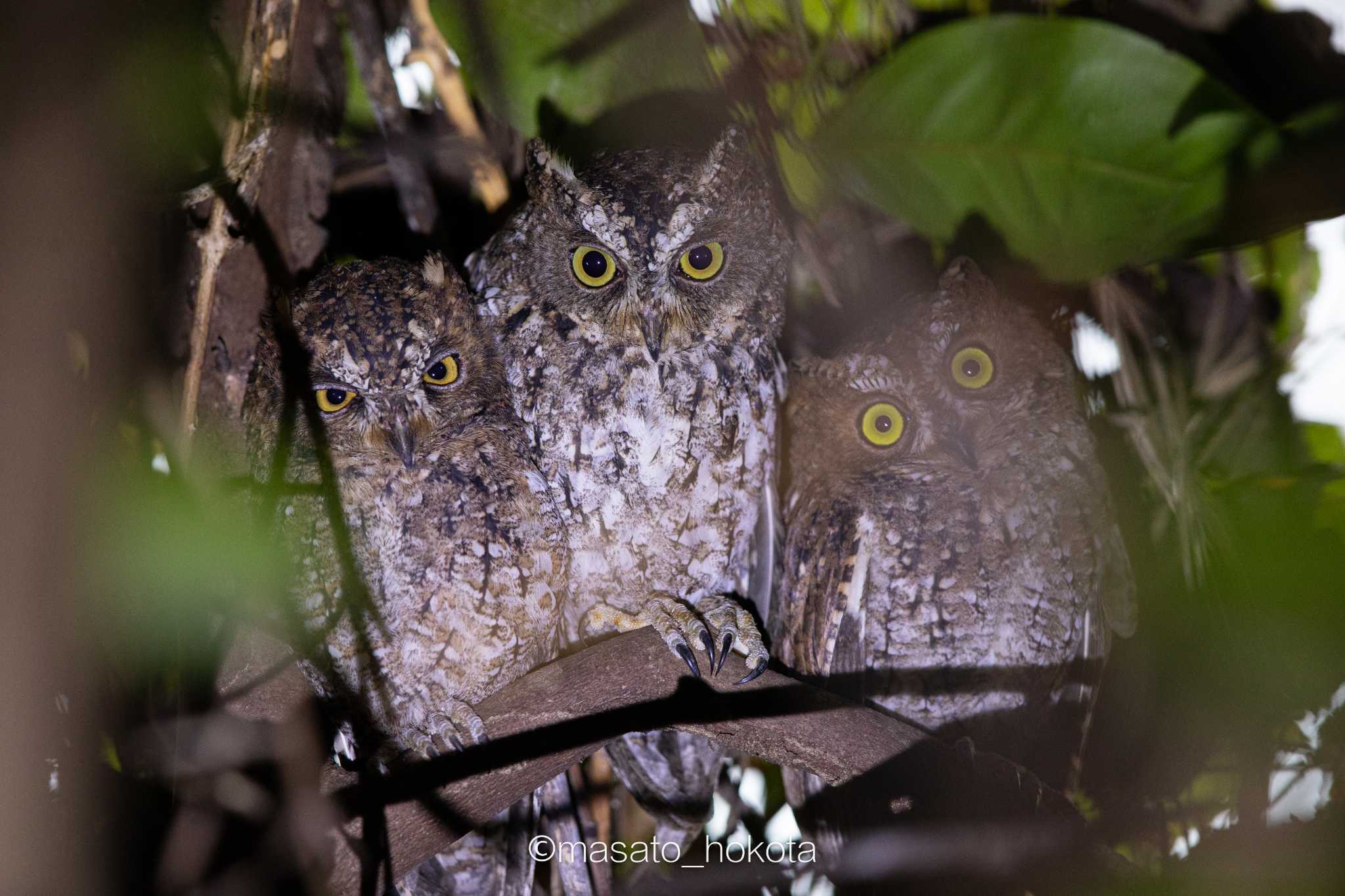 Sulawesi Scops Owl