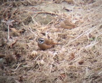 Meadow Bunting Hayatogawa Forest Road Sun, 3/7/2021