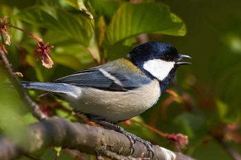 Japanese Tit 東京都 Tue, 3/26/2019