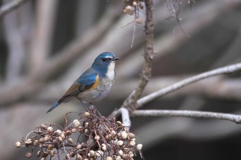 Red-flanked Bluetail 西宮市 Tue, 1/5/2021