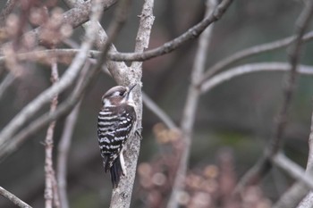 Japanese Pygmy Woodpecker 西宮市 Tue, 1/5/2021