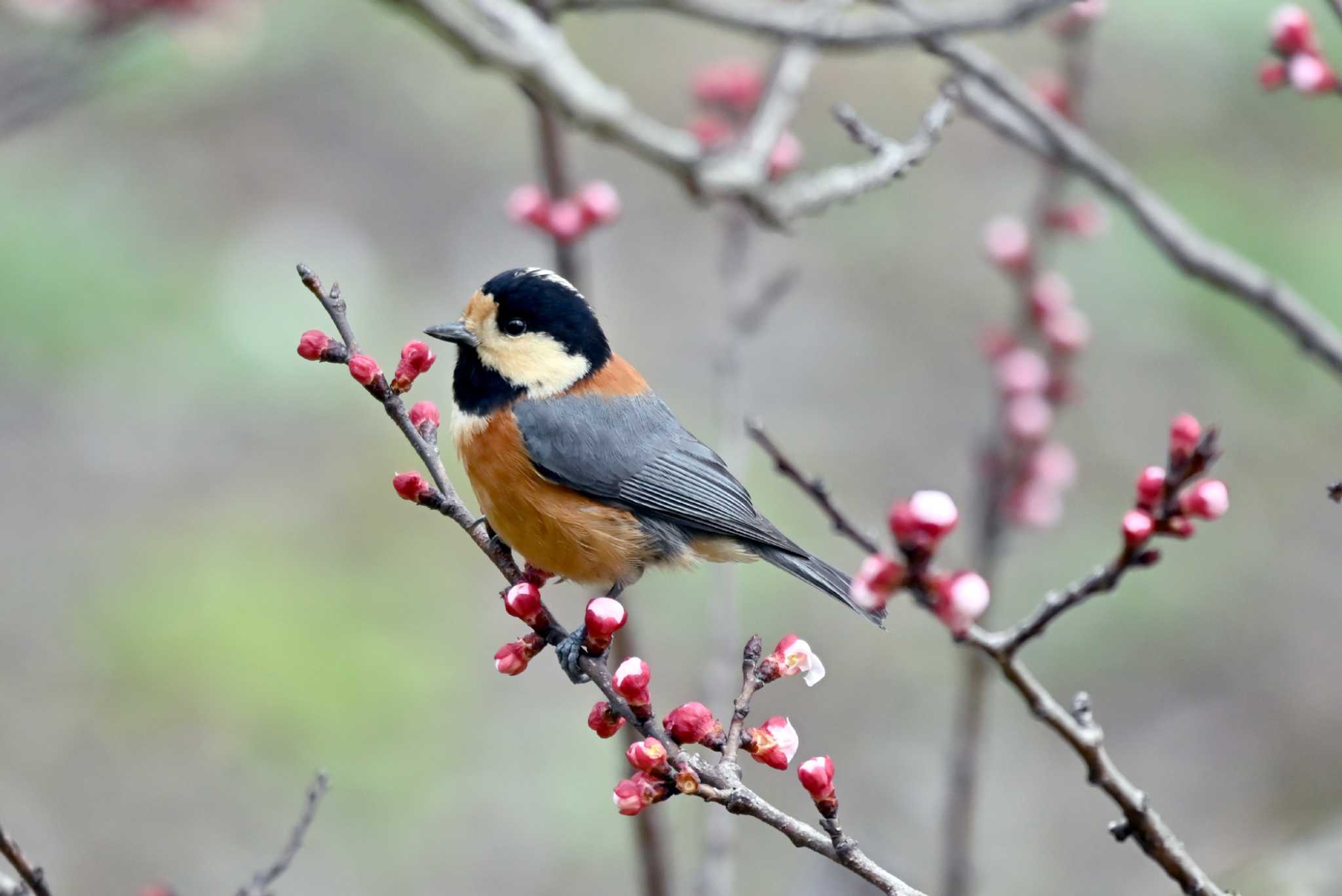 Photo of Varied Tit at 佐布里池 by ポッちゃんのパパ