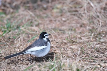 Japanese Wagtail 大阪市 Sat, 1/9/2021